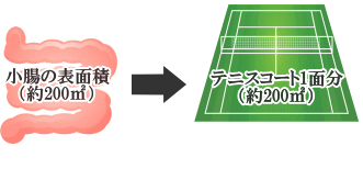 レスキューカーボン（活性炭）　小腸とテニスコート　≪腎臓病・腎不全の特殊食品の店　ネフロン≫